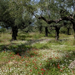 The Famous Kalamata Olive Groves